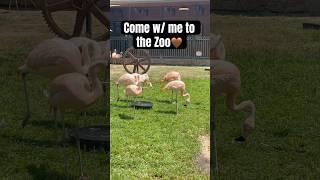 Come w/ me to the Zoo #short #shorts #zoo #animals #pov #fyp #momlife #subscribe #fun #mothherhood