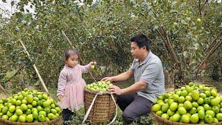 Harvesting a huge apple orchard goes to the market sell-Gardening, growing sweet potatoes/XuanTruong