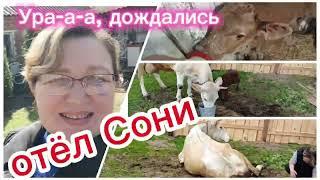 Отёл Сони, самая лучшая корова #деревня #деревнянапозитиве