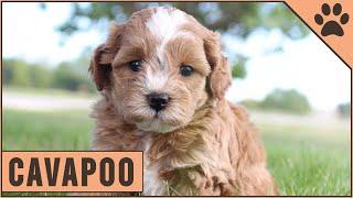 Cavapoo - Characteristics & Advice Cavoodle