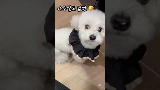 댕댕이의 등장 ~ 갑자기 똥꼬스키를?? #dog #dogfunny #하이배추 #shorts