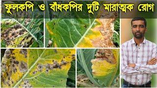 ফুলকপি ও বাঁধাকপির Alternaria leaf spot, Black rot ও ঝলসা রোগের প্রতিকার করবেন কিভাবে?