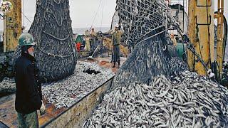 UNFORGETTABLE HARVEST! FULL Boat of Fish with Just One Net | Leo Farm