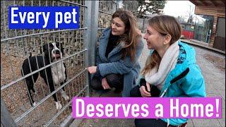 "Tierheim" Munich: Adopting a pet from German Animal Shelter (English subtitles available)