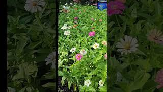 Easy Cut Flowers Zinnias Zone 9. I grow these every year. They're fail proof garden