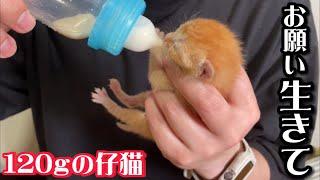 臍の緒が付いた目も開かない小さな子猫を保護しました