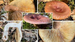 Pilzportrait - Rotbrauner Milchling, Braunroter Milchling, Paprikapilz | Lactarius rufus