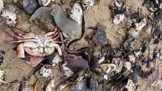 Dead Crab Crisis in North East England
