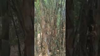 Bamboo#Kalpesh Patel Bamboo Farming Gujarat #mo.9998812803