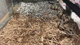 Live feeding video, graphic content highonsnakes Crotalus Horridus on chick like a bullet.