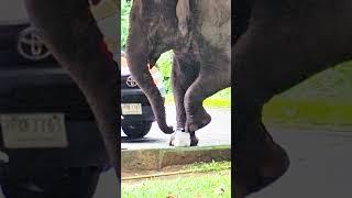 เหยียบ #elephant
