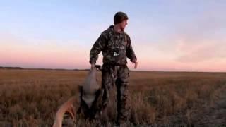 Lov na Divlje guske - Canada Goose Field Hunt with Retriever