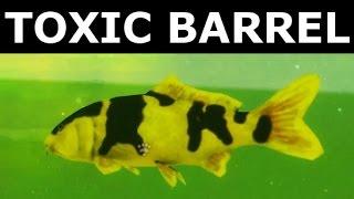 Bear Simulator - Find Radioactive Toxic Barrel Den Decoration (Location)
