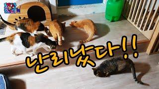 고양이 싸움 말리려다 난리 났습니다. / I stepped on catniptatabi... this is what happend