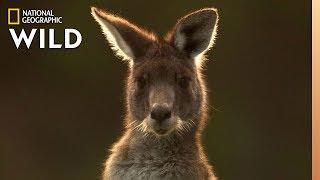 The Kangaroo is the World's Largest Hopping Animal | Nat Geo Wild