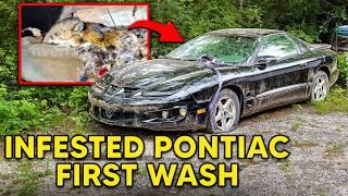 ABANDONED Moldy Pontiac Firebird Left to RUST | First Wash In 10 Years | Car Detailing Restoration!!