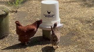 Poultry Pro Waterer