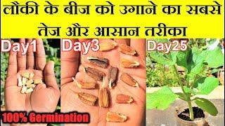 लौकी को बीज से उगाने का सबसे तेज तरीका सीखिए / Fastest Method of Bottle Gourd Seed Germination