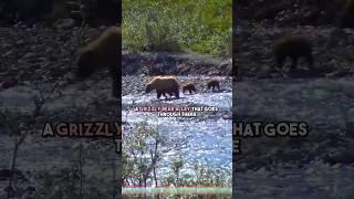 Where is the best place to see Grizzly Bears in the Wild? #bears #grizzlies #canada