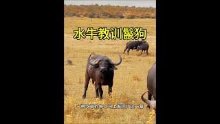 水牛教訓鬣狗！ #鬣狗 #水牛 #動物世界看人生百態