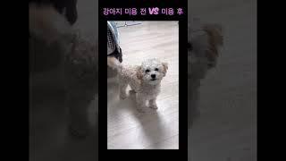 강아지 미용 전 후 차이 #과거 #강아지 #말티푸