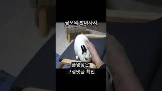 a foot massage for a bunny