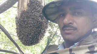 Technique of catching bee Apis cerena indica.