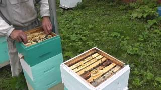 сотовый мёд из мининуклеуса.Honeycomb of Nucs.