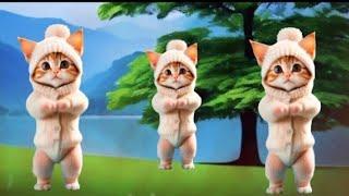 Cat videos funny dance #funnycats #dancingcat #catlovers