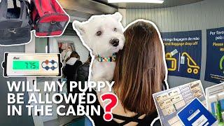 Our Step-By-Step Flight With Our Westie In The Cabin | Vet Check-Up, Dog Passport, Carrier, Weight 