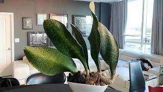 Sansevieria Masoniana | Whale Fin | Dracaena Masoniana