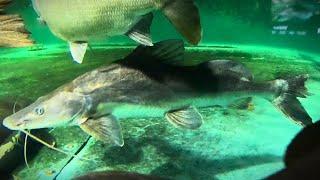 Indian Shovelnose suncat black shark pike cichlid arowana eel pacu tarpon wyckii bala hoplo goldfish