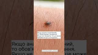 Обережно, укуси кліщів вкрай небезпечні. Потрібно після укусу кліща одразу звертатися до лікаря!!!