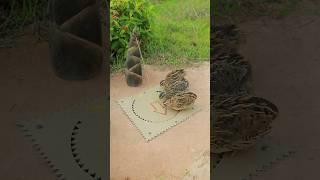 Technique Create Quick Quail Trap Using Paper #shorts #shortvideo #animals
