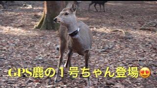 奈良公園、GPS鹿の１号ちゃん登場歩き方が特徴的。