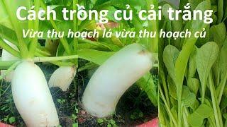 Cách trồng củ cải trắng vừa ăn lá vừa ăn củ