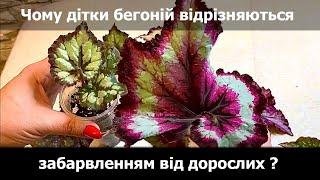 Чому дітки бегоній відрізняються забарвленням від дорослих ?