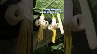 박쥐나무 꽃 #야생화 #귀농귀촌 #이장형님네산속농원