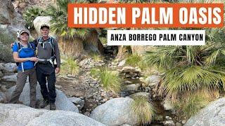 The Beauty of the Borrego Palm Canyon Trail in Anza Borrego State Park