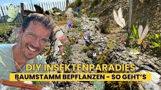 So wird dein BAUMSTAMM zum INSEKTEN-HOTSPOT - Ich zeige wie es geht - DIY Baumstamm BELEBEN