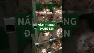 Nấm hương được trồng theo chuẩn Organic, cây nấm chắc, tươi ngon