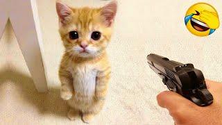 Funniest Animals  New Funny Cats and Dogs Videos  Part 5