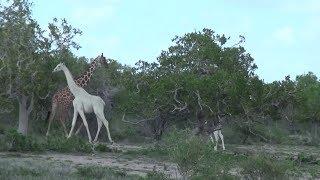 Rare white giraffe seen in Kenya