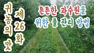 [귀농의 맛]사과나무 아주 좋은 거름 '녹비' 건강한 과수원을 만들다.