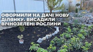 Оформили на дачі нову ділянку. Висадили вічнозелені рослини