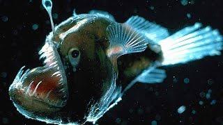 Top 10 Scariest Fish