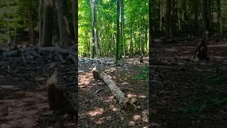 Amazing forest, perfect for a long relaxing walk!  #naturevideos #forestvideo #treescape #nature