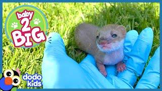 Tiniest Weasel Squeaks So Loud When He Sees Grass For The First Time | Dodo Kids | Baby 2 Big