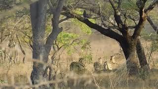 The Mushandike Sanctuary Documentary Official Trailer