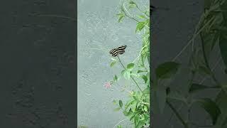 Zebra Longwing Butterfly